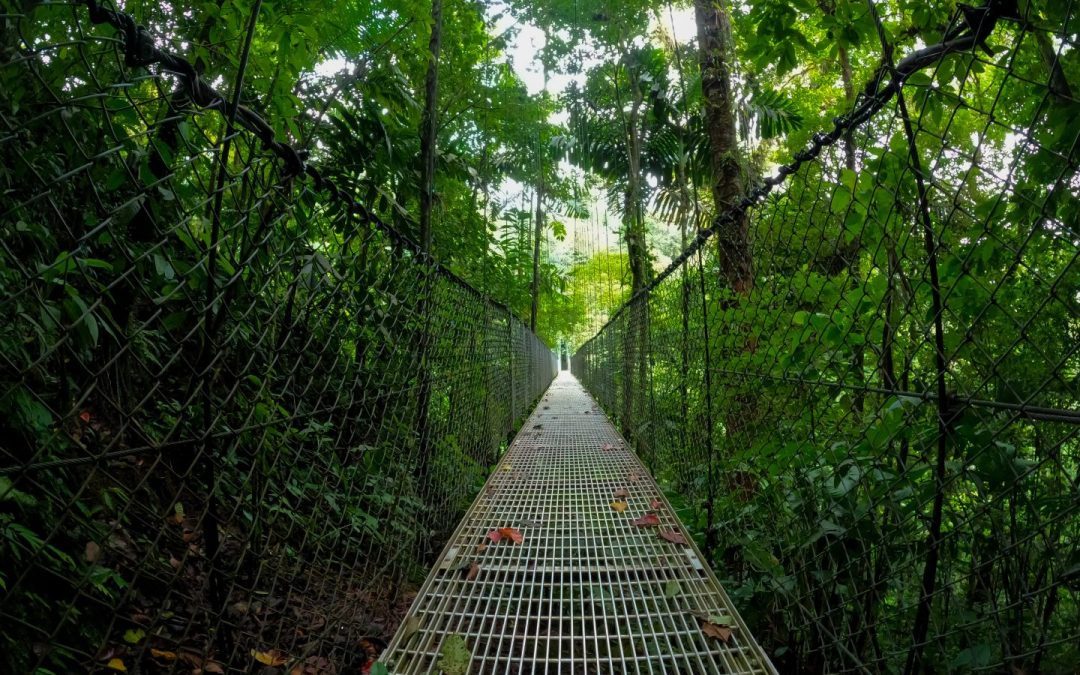 How to Plan Your Nature Walk at Mistico Park Hanging Bridges in La Fortuna