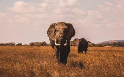 How to Plan Your Tour: From Ella – Shuttle to Mirissa/Galle with Udawalawe Safari