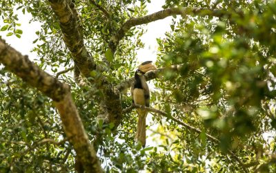 Kandy’s Unforgettable Udawalawe National Park Private Full-Day Safari Experience