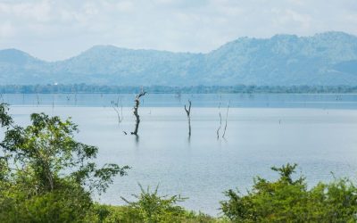 Transfer to Ella with Udawalawe Safari in Mirissa